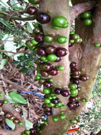 جابوتیکابا